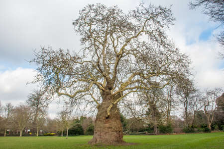 Beautiful trees in Ravenscourt Park. Londonの写真素材