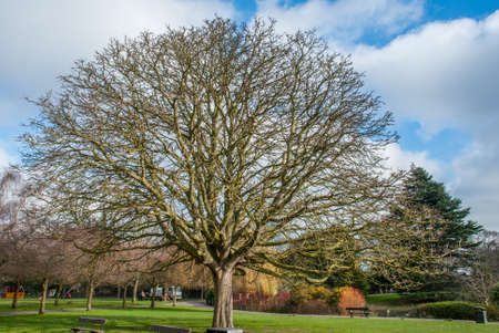 Beautiful trees in Ravenscourt Park. Londonの写真素材