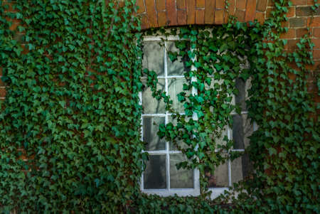 windows on ancient building with ivyの写真素材