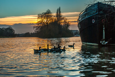 The swarm of ducks swims the kew bridge river at sunset.