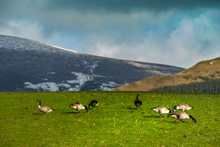 Landscape with a flock of duck on the mountainの写真素材