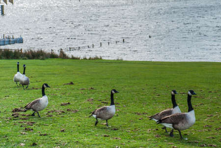 The ducks are walking Up from the river.の写真素材