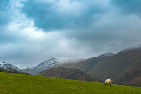 Landscape with English countryside of sheep on the hillsideの写真素材