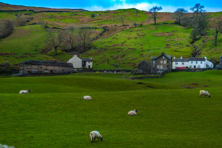 Landscape with a flock of sheep on the mountainの写真素材