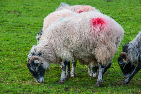 Sheep flock grazing on sheep farm pasture. Sheep farm scene. Sheep flock grazing on sheep farmの写真素材