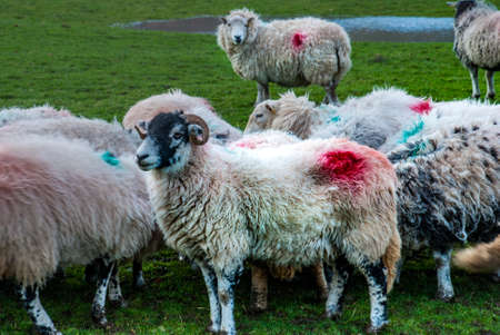 Portrait of cute sheep in herd looking at cameraの写真素材