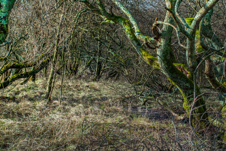 Natural forests and trees that receive sunlight in the afternoon.