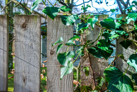 Fresh spring green grass and leaf over wood fence background, Summer green leaves on wooden fence, Wood fence and green ivy.の写真素材