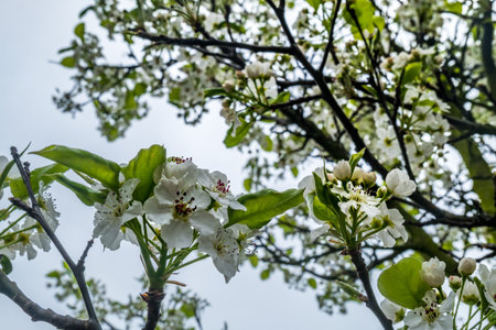 Spring flower backgrounds. small white cherry or plum blossom blurred Suitable for making background...