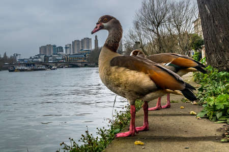 Greylag goose stands at the path of the River Thames Near the Kew Railway, Bridgeの写真素材