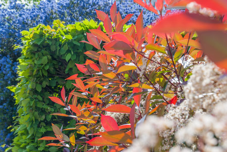 Leaves of various colors During spring in the Isabella plantation, the park in Richmond Park, south...