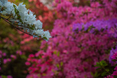 Leaves of various colors During spring in the Isabella plantation, the park in Richmond Park, south west of Londonの写真素材
