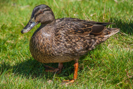 wild ducks on the lawn, spring landscape in richmond park.の写真素材