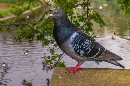 Blue Indian pigeon, gray, looking at the camera - on a tree background and canalの写真素材