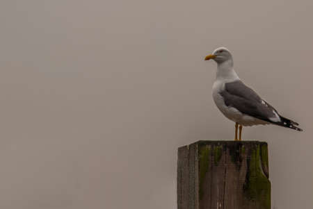 white pigeon  perching on a Stump near the Hammersmith Bridge.の写真素材