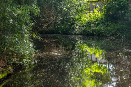 Beautiful and shady natural ponds, natural conceptの写真素材