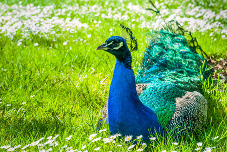Portrait of a elegant peacock in a park, showing feathers and colorful beauty.