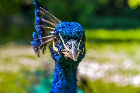 Close up view of The Indian peafowl or blue peafowl (Pavo cristatus), a large and brightly coloured...