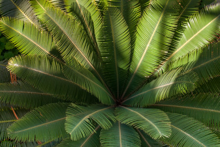 Teosinte palm (Dioon mejiae), multiple plants Suitable for making background images.の写真素材