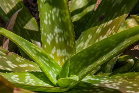 Green leaves of aloe plants that receive sunlight in the morning background images.の写真素材