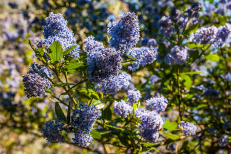 Beautiful bed of blooming purple Californian lilac flowers (Ceanothus thyrsiflorus repens).の写真素材