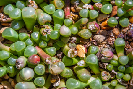 adromischus filicaulis subsp. marlothii, beautiful Suitable for making background images.の写真素材