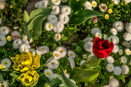 Tulips that are in the middle of the white Matsumoto flowers in a beautiful garden Suitable for making background images.の写真素材