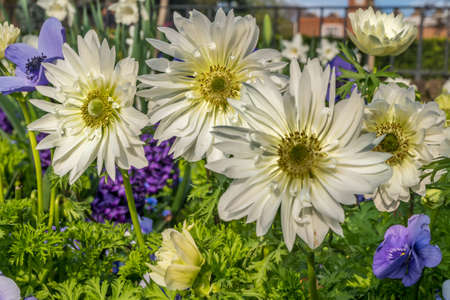 A group of strong African daisies, beautiful Osteospermum plants in the garden Suitable for making background images.の写真素材