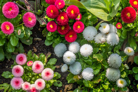 Colorful Matsumoto flowers in a beautiful garden Suitable for making background images.の写真素材