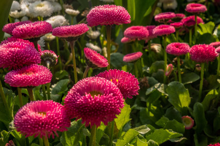 Pink Matsumoto seeds, blue-white tip in a beautiful garden Suitable for making background images.