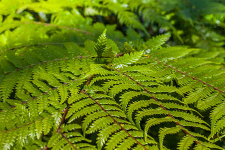 Top view part of the black tree fern - Cyathea medullaris is suitable for background images.の写真素材