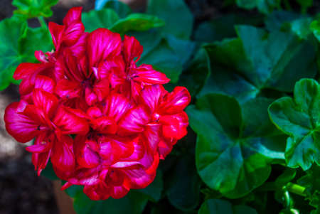 pelargonium flowers (Precision Red Bicolor) in the garden, suitable for background images.の写真素材