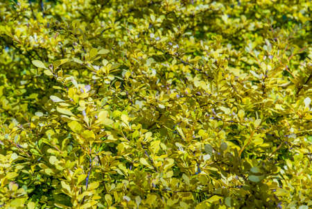 beautiful berberis golden leaved in the garden Suitable for making background images.の写真素材