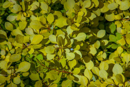 beautiful berberis golden leaved in the garden Suitable for making background images.の写真素材