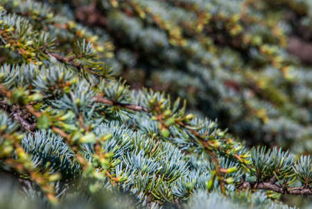 Atlas cedar (Cedrus atlantica). beautiful Suitable for making background images.の写真素材