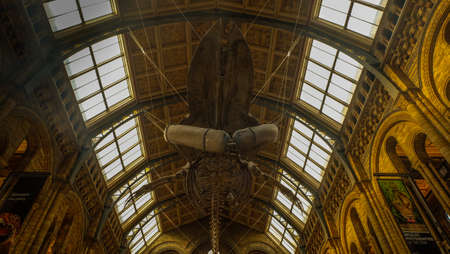 LONDON UK - Apr 21, 2019 - Interior view of Natural History Museum with the new whale skeleton. The museum collections comprise almost 70 million specimens from all parts of the world  in South Kensington, London, England, United Kingdom.のeditorial素材