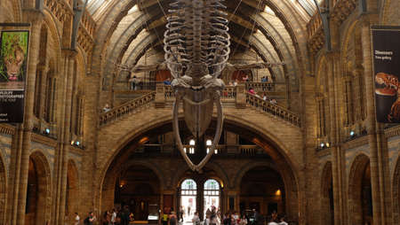 LONDON UK - Apr 21, 2019 - Interior view of Natural History Museum with the new whale skeleton. The museum collections comprise almost 70 million specimens from all parts of the world  in South Kensington, London, England, United Kingdom.のeditorial素材