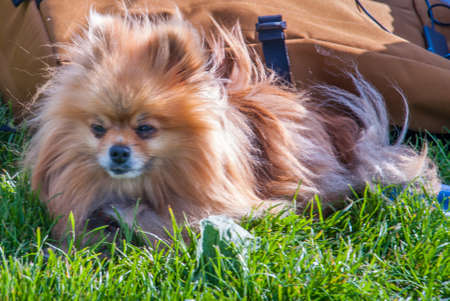 Cute Pomeranian dog chilling on green grass in the park.の写真素材
