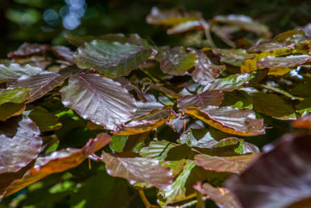 Red-brown leaves That receives evening sun, suitable for background imagesの写真素材