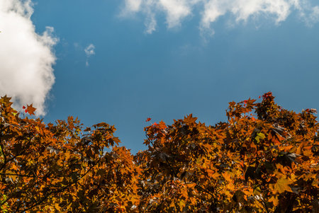 The landscape of an environmental park with a red-brown maple tree in the spring has a beautiful sky...
