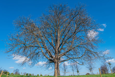 Tree top against blue sky, Detailed of tree branches in the garden in London. Save the Earth...