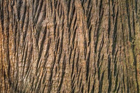 Beautiful detail and texture from big tree. Suitable for making background imagesの写真素材