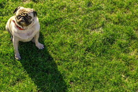 Cute pug dog chilling on green grass in the park.の写真素材
