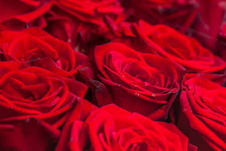 beautiful bouquet of red rose flower, the work of the florist at a flower shop, background on full...