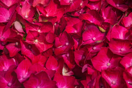 Close-up cosmos bipinnatus on the market.の写真素材