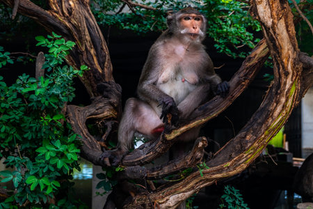 The monkey (Crab-eating macaque) is sitting on tree in bangkok, thailand.