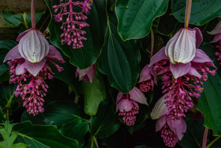 Beautiful flowers of chandelier tree (Medinilla cumingii) full bloom grown in a botanic garden.の写真素材