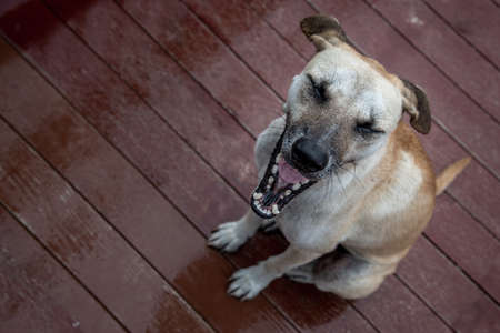 A dog standing on a Wood bridge walkway over the swamps on a rainy day. copy space.の写真素材