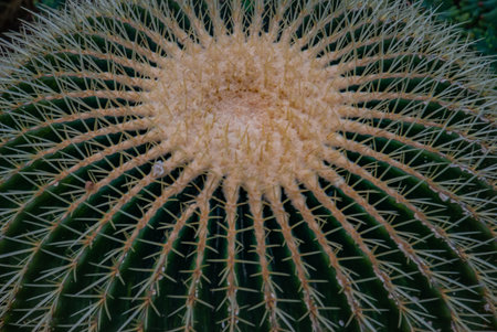 Closeup image of Golden barrel cactus (echinocactus grusonii) (Echinocactus) growing in the...
