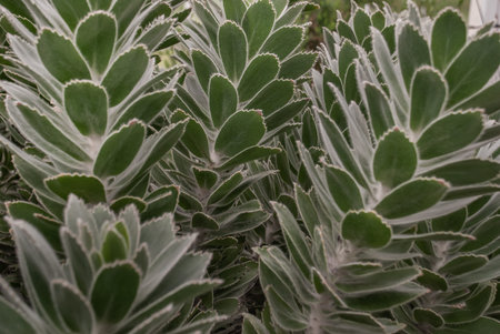 Grey Tree Pincushion (Leucospermum conocarpodendron) full bloom grown in a botanic garden....